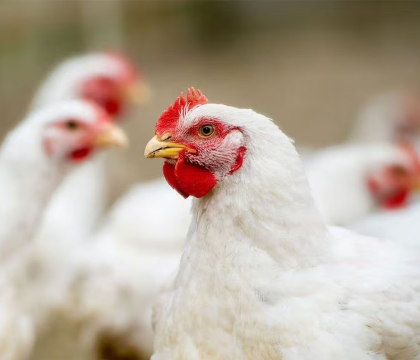 Jornada para a redução do uso de antibióticos – Estudo...