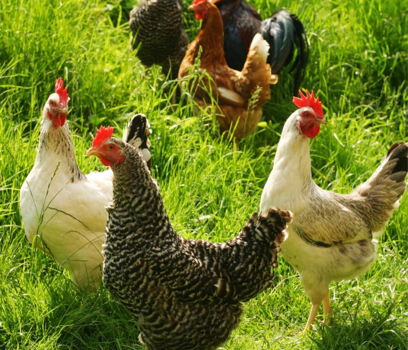 gallinas