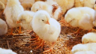 PoultryTechBangladesh: Modernizing Bangladesh’s poultry sector through Dutch-Bangladeshi partnership