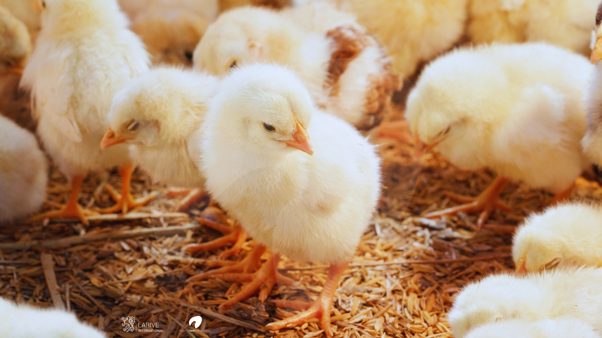 PoultryTechBangladesh: Modernizing Bangladesh’s poultry sector through Dutch-Bangladeshi partnership
