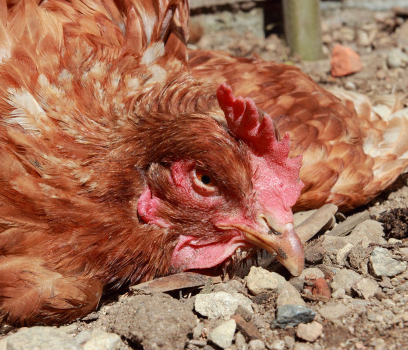Enfermedad de Newcastle en aves: síntomas, transmisión y cómo prevenir su impacto en la avicultura