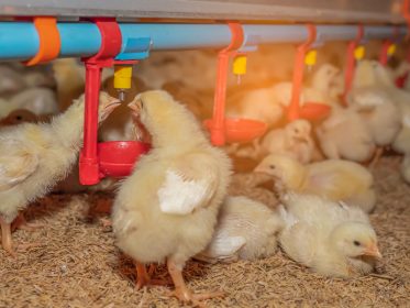 pollos pequeños en granja