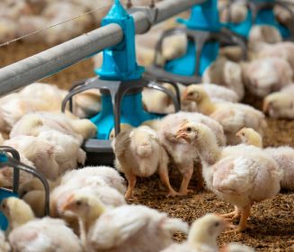 Lipa®: la ciencia detrás del rendimiento consistente en pollos de engorde