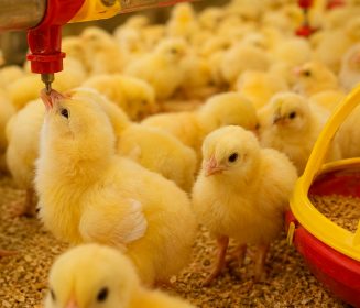 La múltiples ventajas de suministrar al pollito un rápido acceso al agua y al alimento