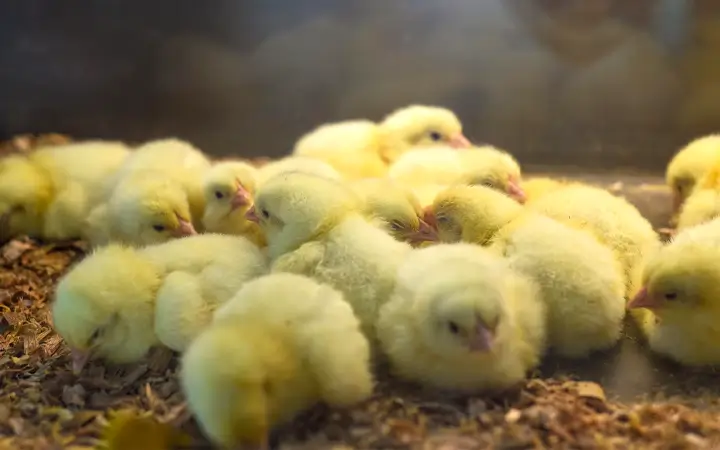 poultry