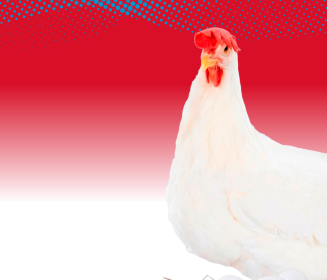 Imagen Revista Versatilidade no tamanho dos ovos em galinhas Nick Chick