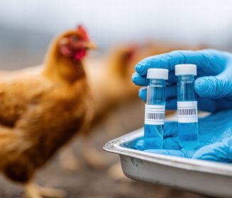 Autovacunas aviares en México: Blindaje sanitario en Jalisco
